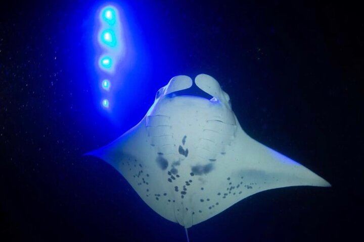 KONA Manta Ray Night Snorkel - GRATIS omkörning om inga iakttagelser