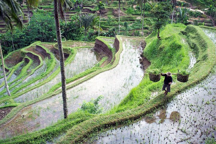 Ubud Private Tour Rice Terraces Temples Waterfalls.