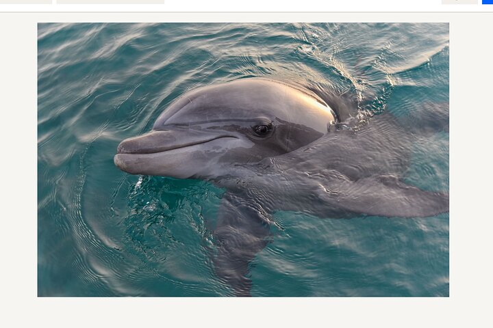 Hoteller i nærheten av BIG FUN Dolphin Cruise & Sealife