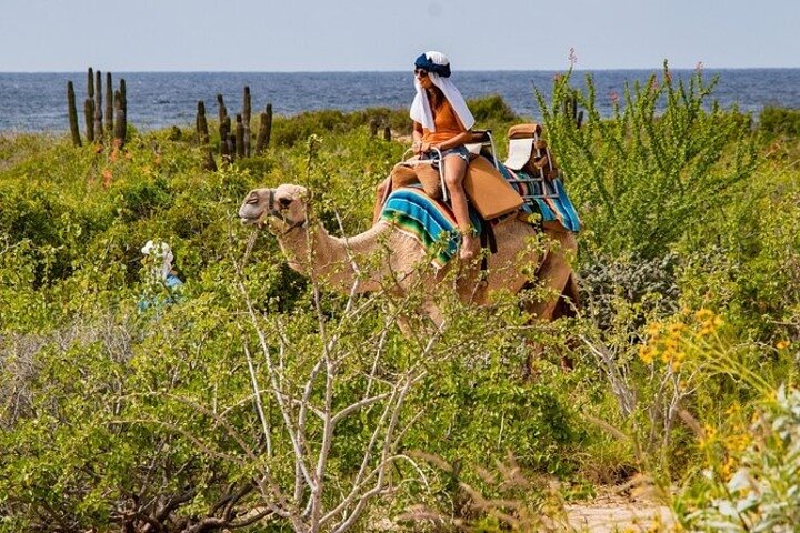 Kamelensafari, UTV-avontuur en tequilaproeverij in Cabo