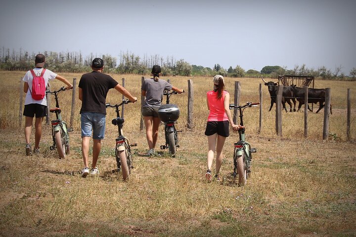 Aigues Mortes: Safari in bici elettrica - Ebike in Camargue