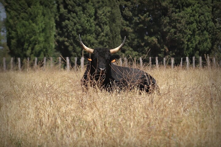 Aigues Mortes: Safari in bici elettrica - Ebike in Camargue