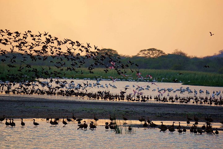 Safari en bateau à Palo Verde
