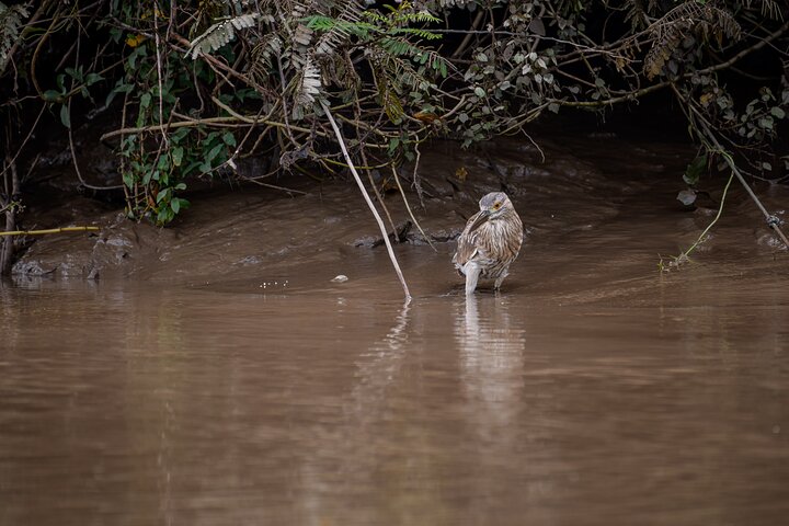 Safari en bateau à Palo Verde