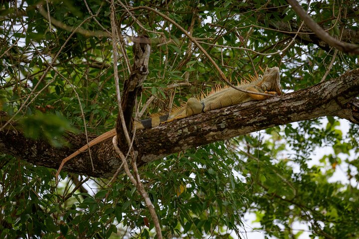 Safari en bateau à Palo Verde