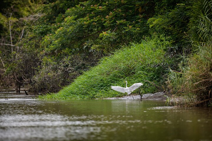 Safari en bateau à Palo Verde