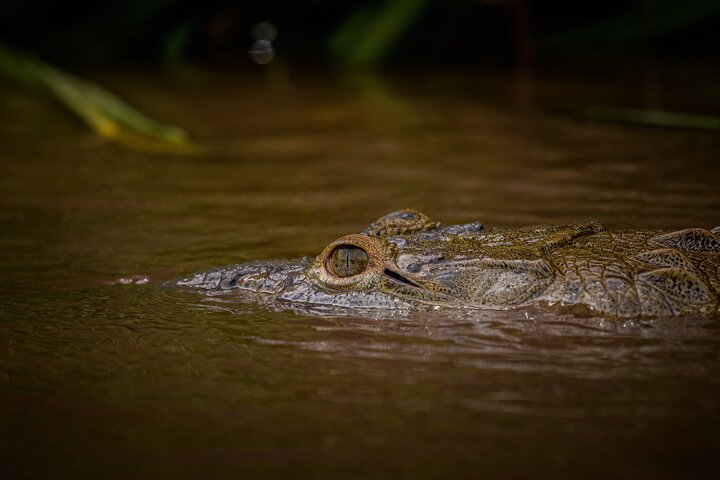 Safari en bateau à Palo Verde