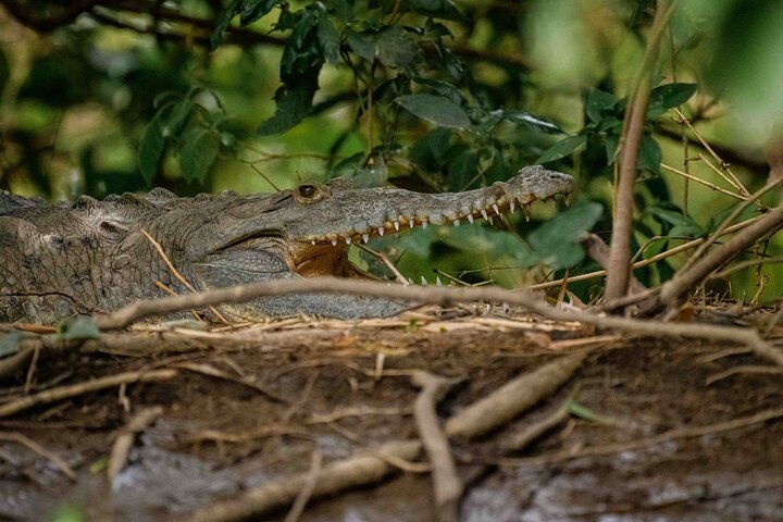 Safari en bateau à Palo Verde