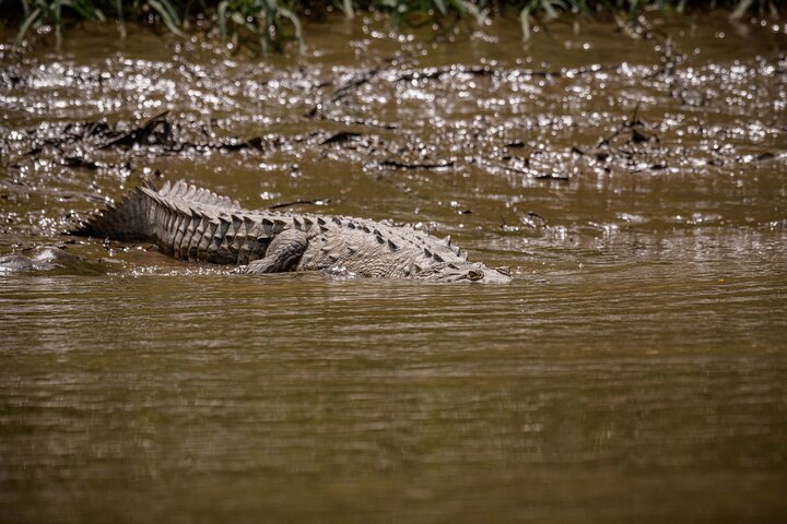 Safari en bateau à Palo Verde