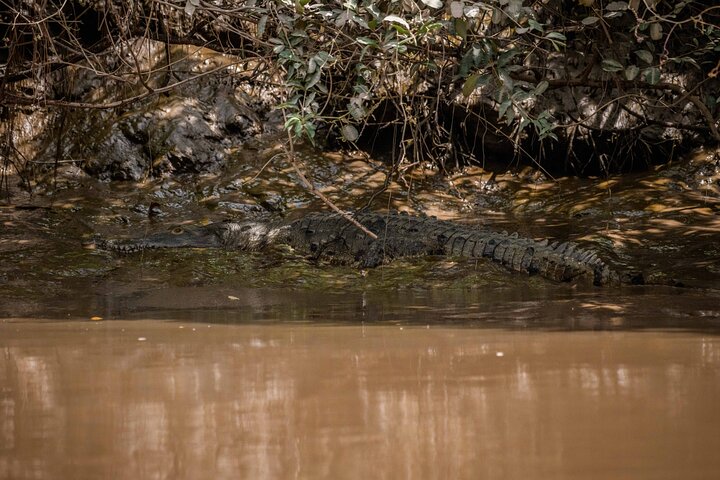 Safari en bateau à Palo Verde