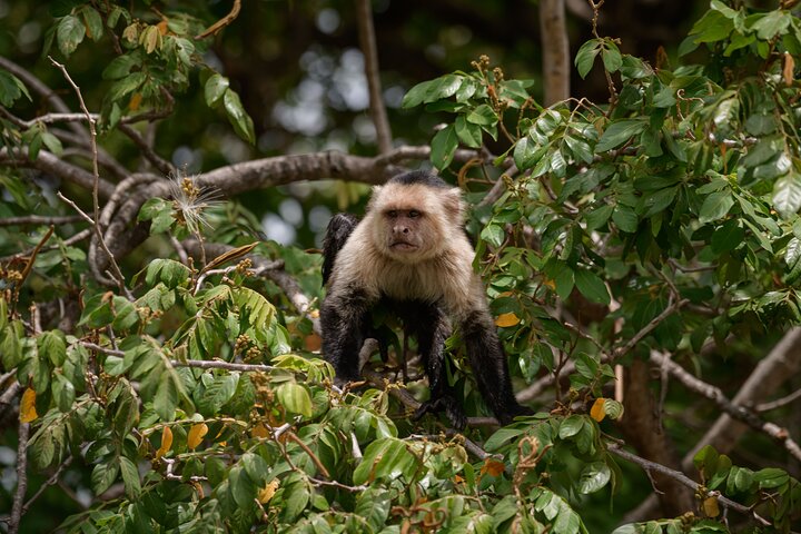 Safari en bateau à Palo Verde