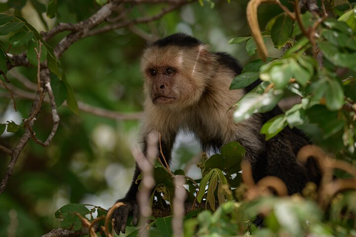 Safari en bateau à Palo Verde