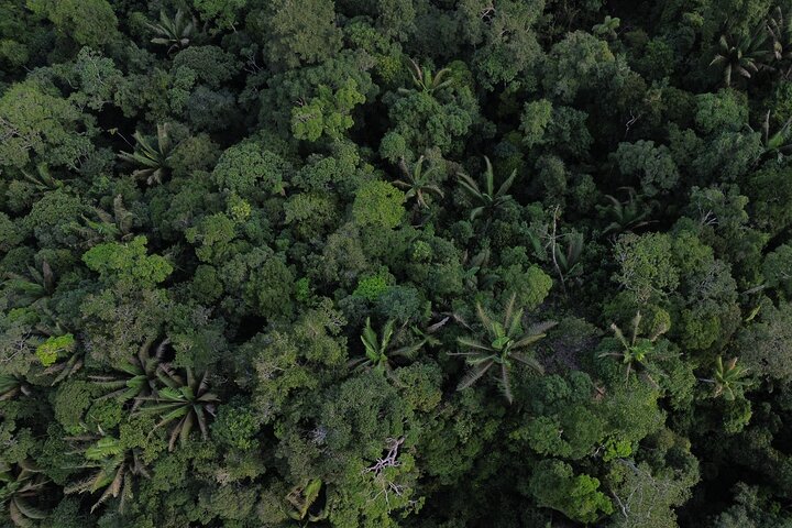 Avventura di 4 giorni all-inclusive in Amazzonia: esplora la foresta pluviale di Napo