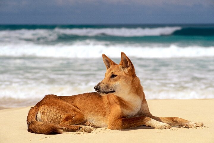 Dagstur till K'gari (Fraser Island) - från Rainbow Beach