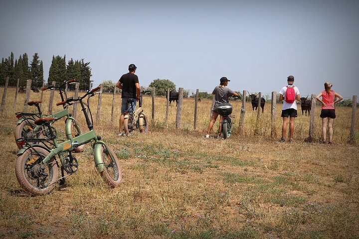 Aigues Mortes: Safari in bici elettrica - Ebike in Camargue