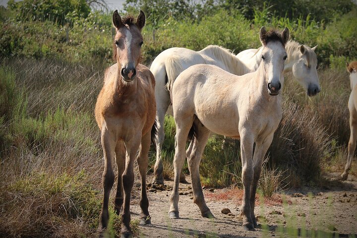 Aigues Mortes: Safari in bici elettrica - Ebike in Camargue
