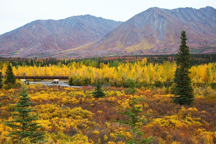 Gemeinsamer Eintritt zum Denali-Nationalpark und Transport nach Fairbanks