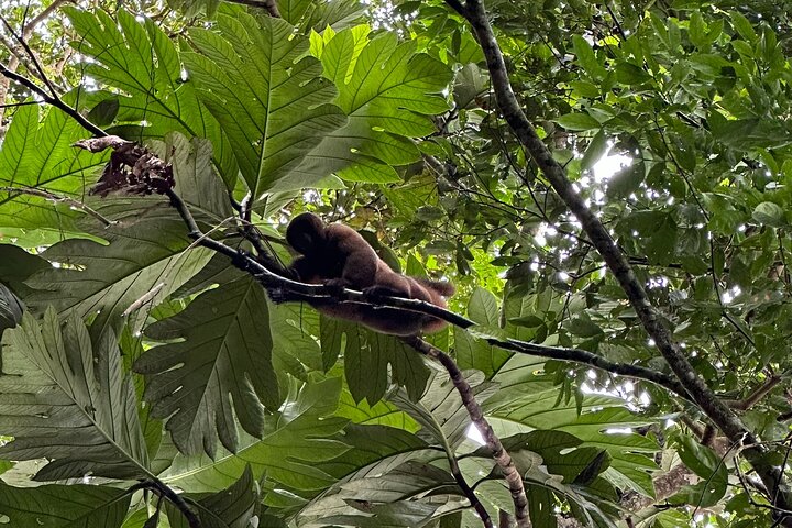 Avventura di 4 giorni all-inclusive in Amazzonia: esplora la foresta pluviale di Napo