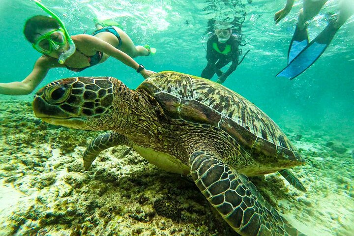 Da Cebu : Oslob Whale Shark Swimming & Moalboal Sardine Run Tour
