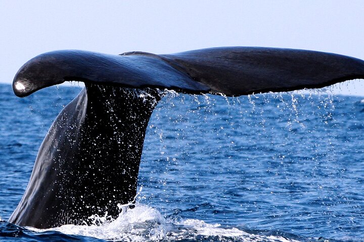 Avistamiento de ballenas y delfines en la isla de Pico - Medio día