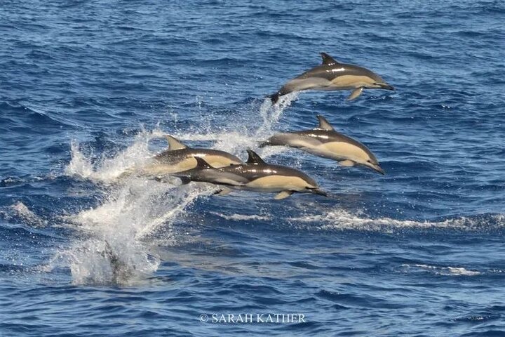 Avistamiento de ballenas y delfines en la isla de Pico - Medio día