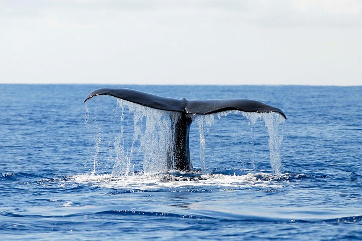 Avistamiento de ballenas y delfines en la isla de Pico - Medio día