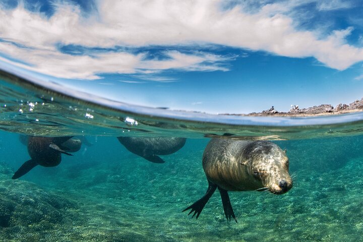 Aventura a Isla Espíritu Santo: Snorkel con Lobos Marinos y Playa