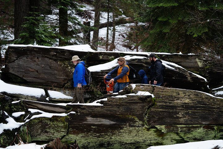 Randonnée au cœur de la forêt géante