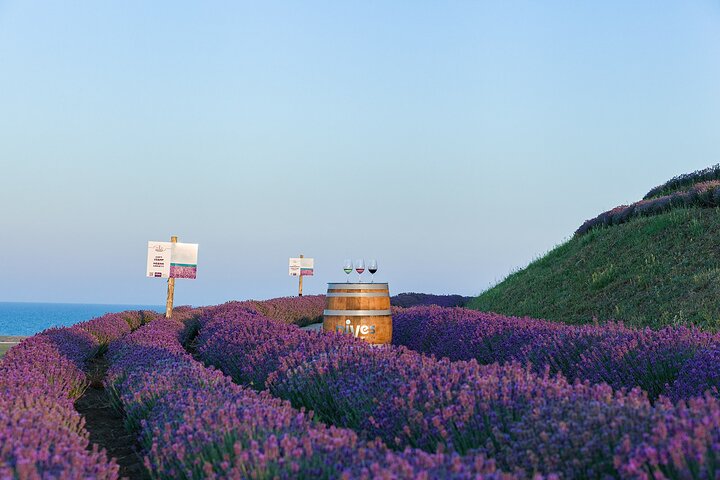 Tour Especial de História e Vinhos, incluindo Degustação de Vinhos