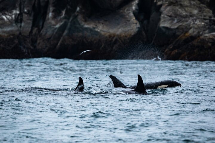 Seward Shore Excursion: Pre- or Post-Cruise Kenai Fjords National Park Tour
