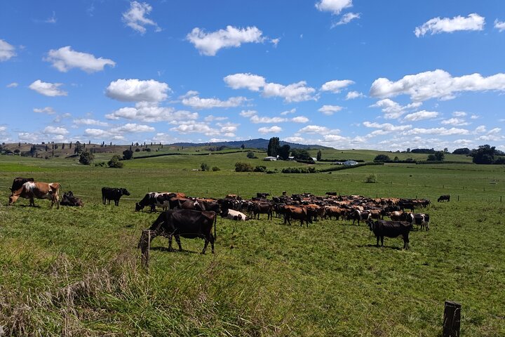Tour por el set de rodaje de Hobbiton y muchos más lugares de interés de Nueva Zelanda