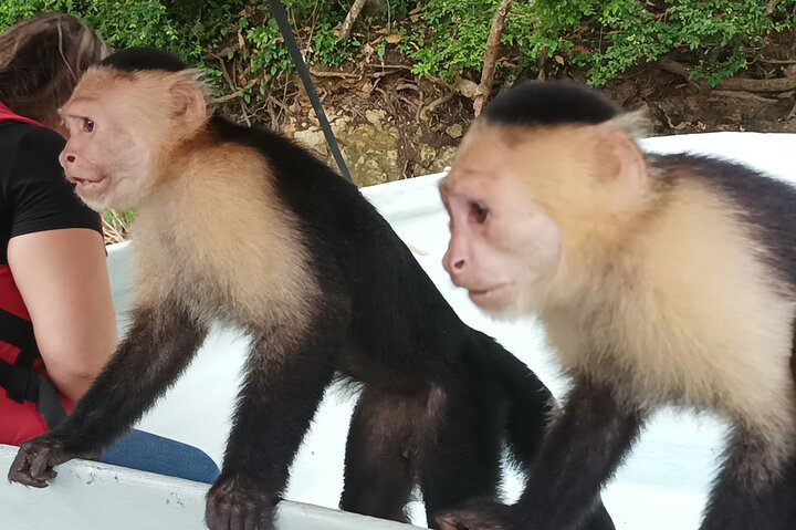 ガトゥン湖:運河沿いの猿とエキゾチックな野生動物