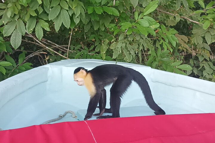 ガトゥン湖:運河沿いの猿とエキゾチックな野生動物