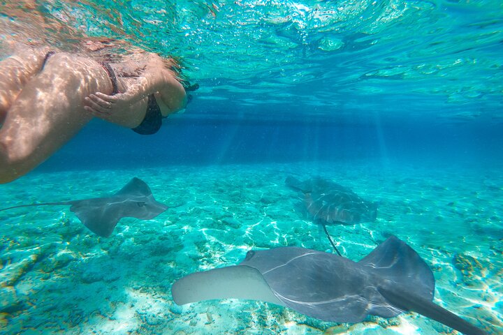 Excursão exclusiva Early Bird Komodo: Beat the Crowds por Speed Boat
