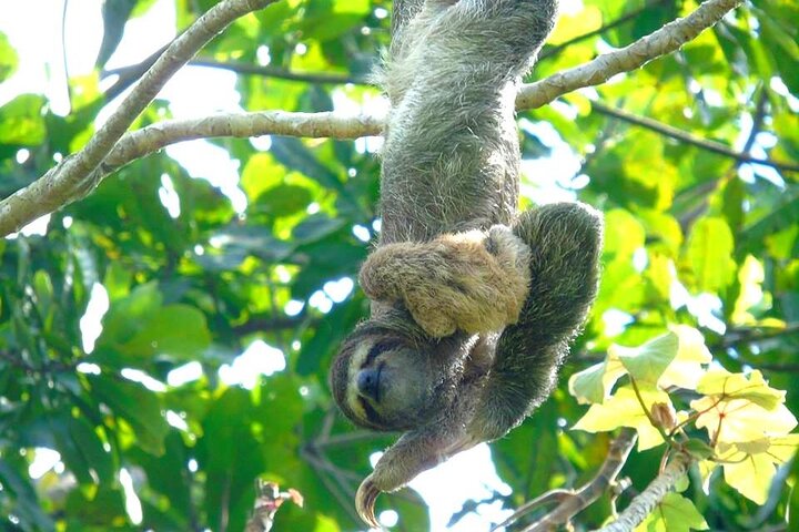 ガトゥン湖:運河沿いの猿とエキゾチックな野生動物