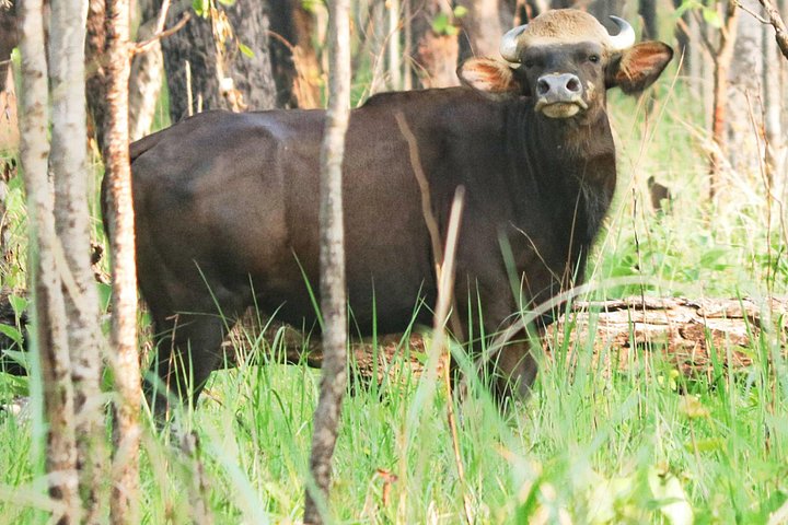 Jeep Safari (Privat, 8 - 10 Stunden) im Chitwan Nationalpark.