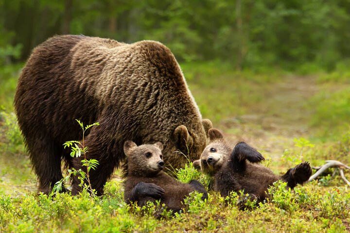 Trasferimento in crociera da Whittier ad Anchorage e tour della fauna selvatica