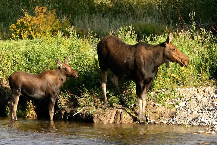 Trasferimento in crociera da Whittier ad Anchorage e tour della fauna selvatica