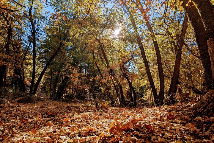 Gezinsvriendelijke natuurwandeling rond de Big Bear Valley