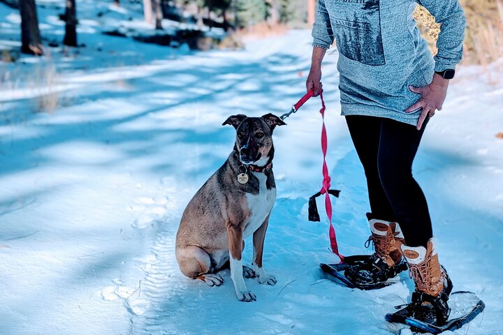 Gezinsvriendelijke natuurwandeling rond de Big Bear Valley