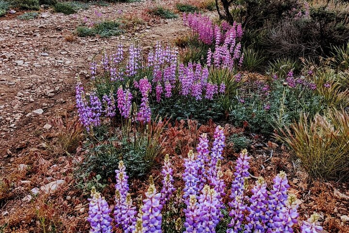 Gezinsvriendelijke natuurwandeling rond de Big Bear Valley