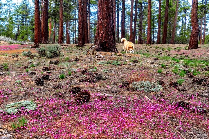 Gezinsvriendelijke natuurwandeling rond de Big Bear Valley