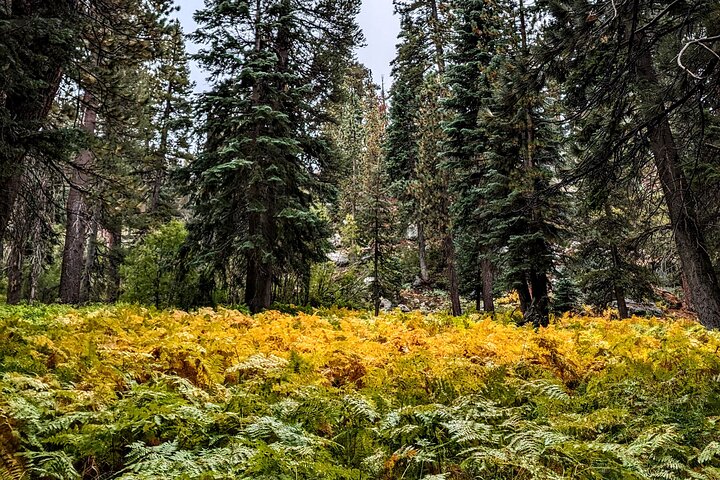 Visite hors route de Big Bear Jeep avec randonnée dans la réserve de Bluff Lake