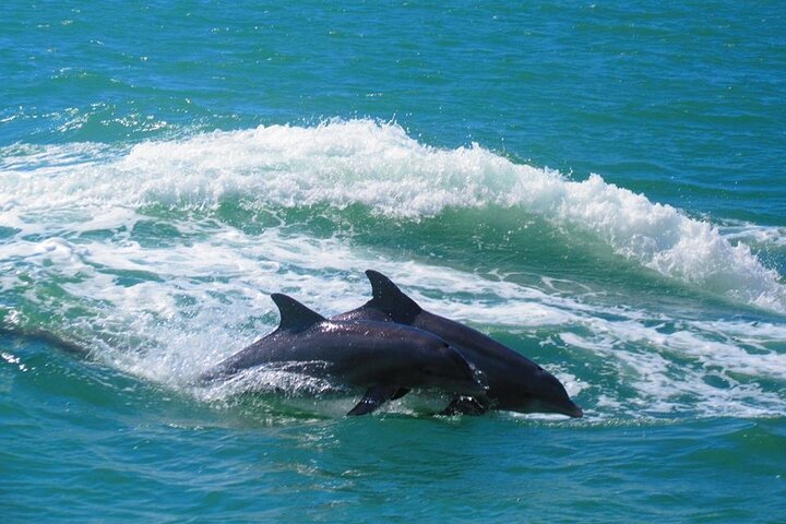 Gegarandeerde dolfijnenexcursie tijdens Tropics Boat Tours