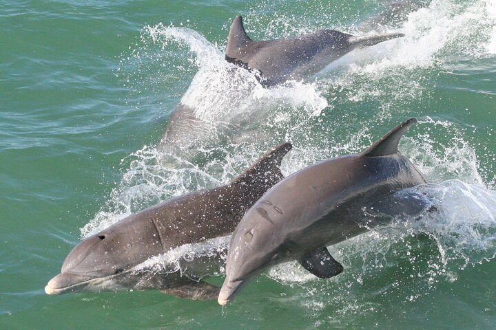 Gegarandeerde dolfijnenexcursie tijdens Tropics Boat Tours