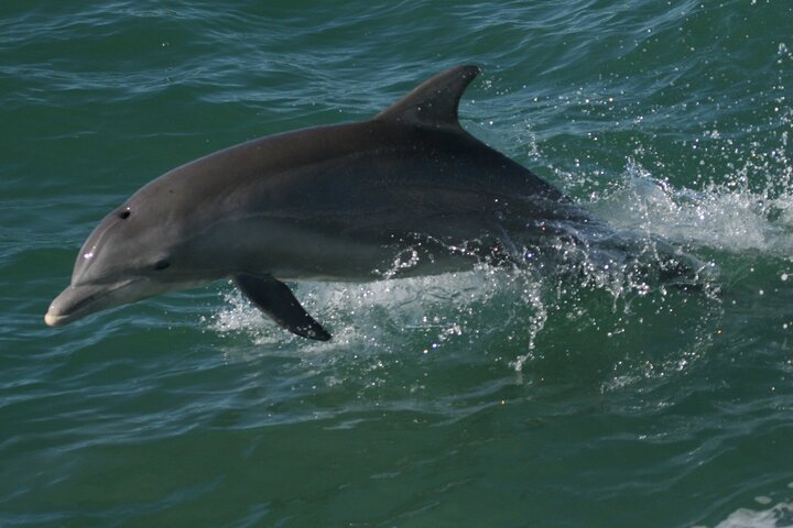 Gegarandeerde dolfijnenexcursie tijdens Tropics Boat Tours
