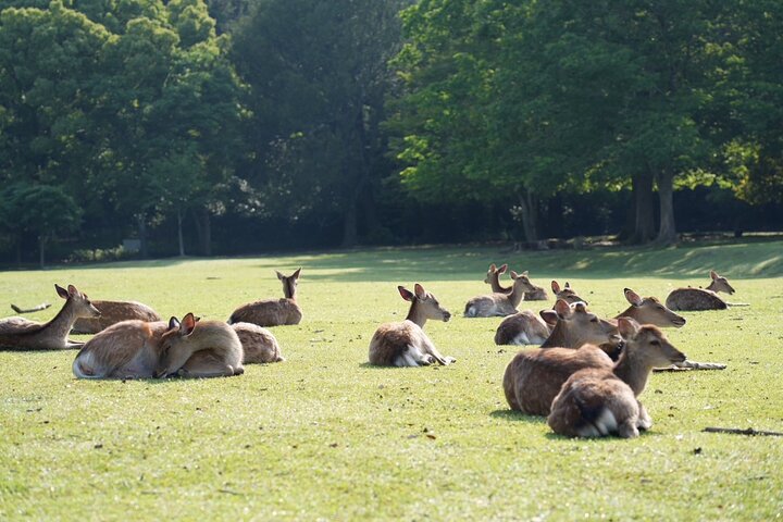 Nara Early Morning Tour Kyoto eller Osaka Avreise tilgjengelig