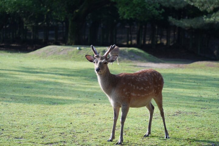 Nara Early Morning Tour Kyoto eller Osaka Avreise tilgjengelig