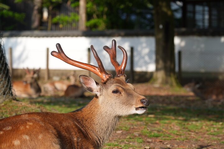 Nara Early Morning Tour Kyoto eller Osaka Avreise tilgjengelig