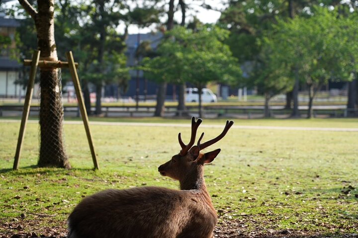 Nara Early Morning Tour Kyoto eller Osaka Avreise tilgjengelig